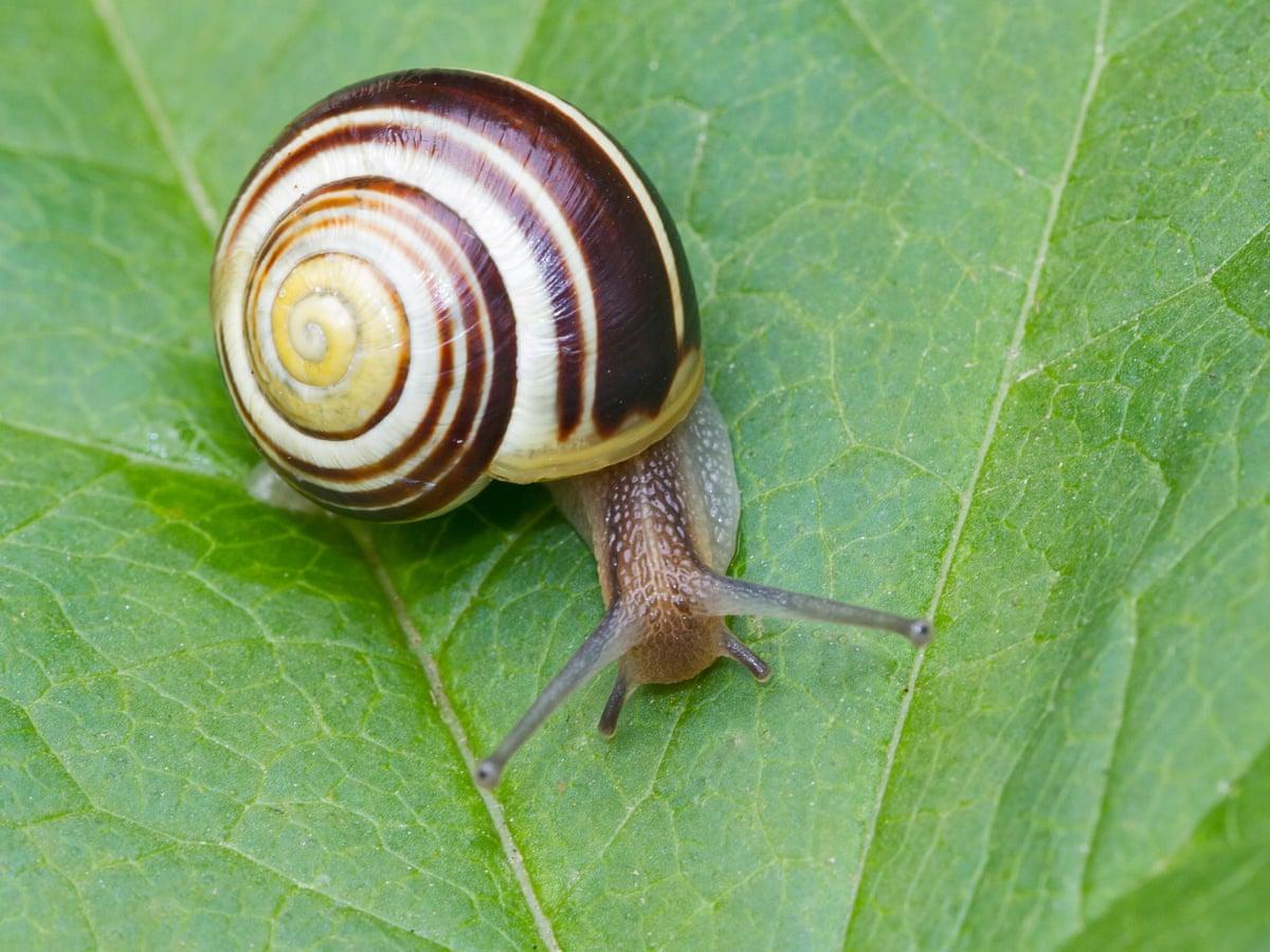 How do I stop slugs and snails eating my plants?