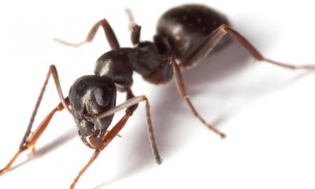 How Ant Survive In This Planet – The Science Fact