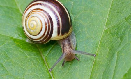 How do I stop slugs and snails eating my plants?
