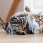 5 Reasons that Make Cats are The Best Pets 